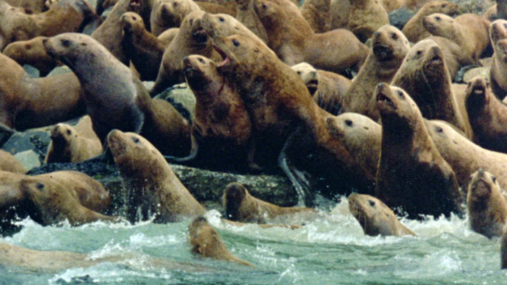 Foto do filme Anima Mundi