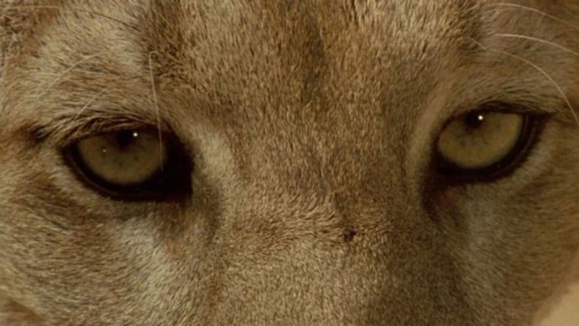 Foto do filme Anima Mundi