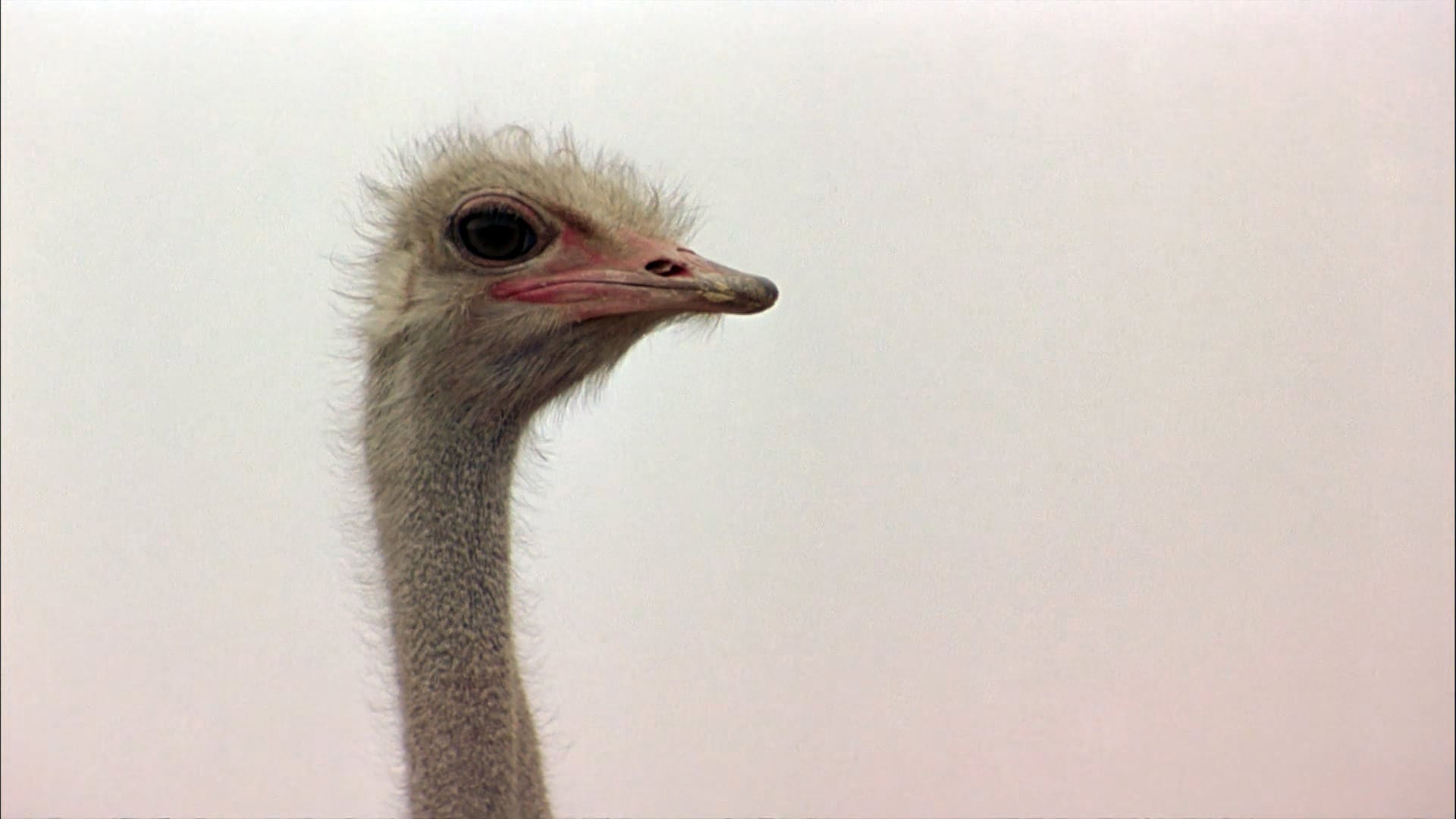 Foto do filme A Canção dos Pardais