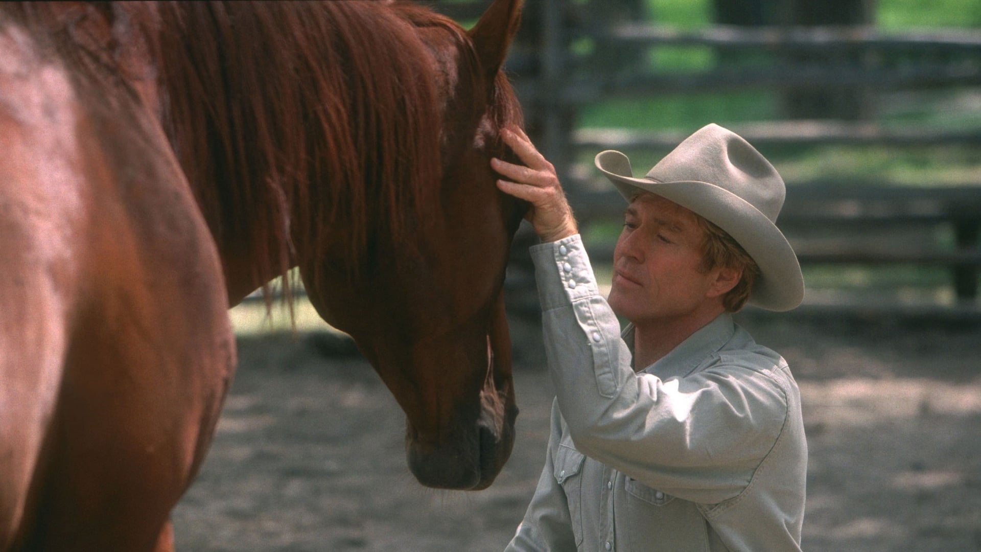 Foto do filme O Encantador de Cavalos