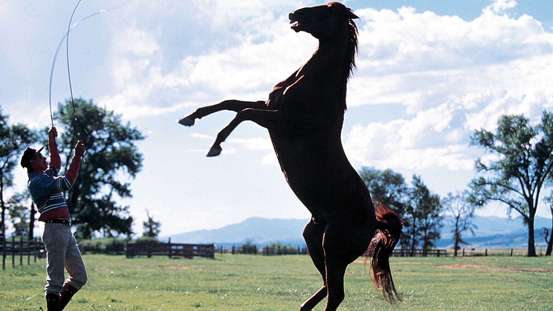 Foto do filme O Encantador de Cavalos