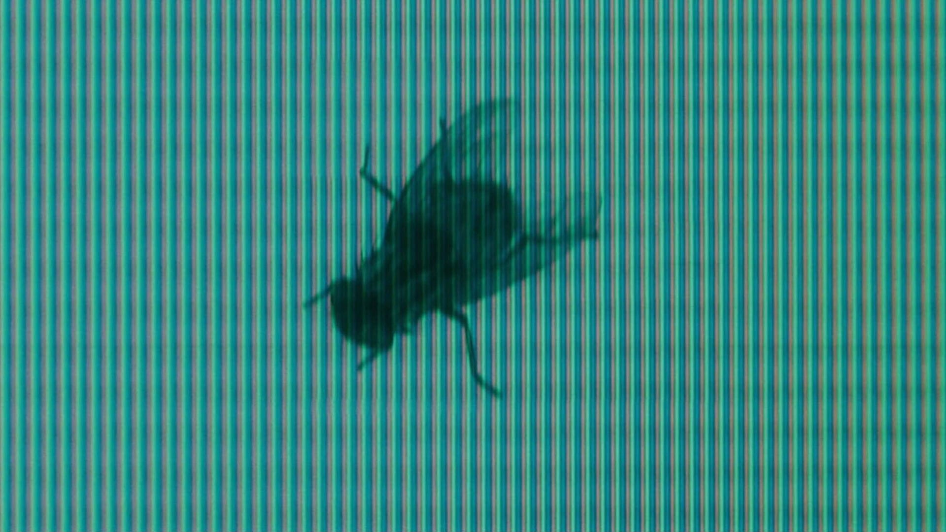 Foto do filme O Chamado