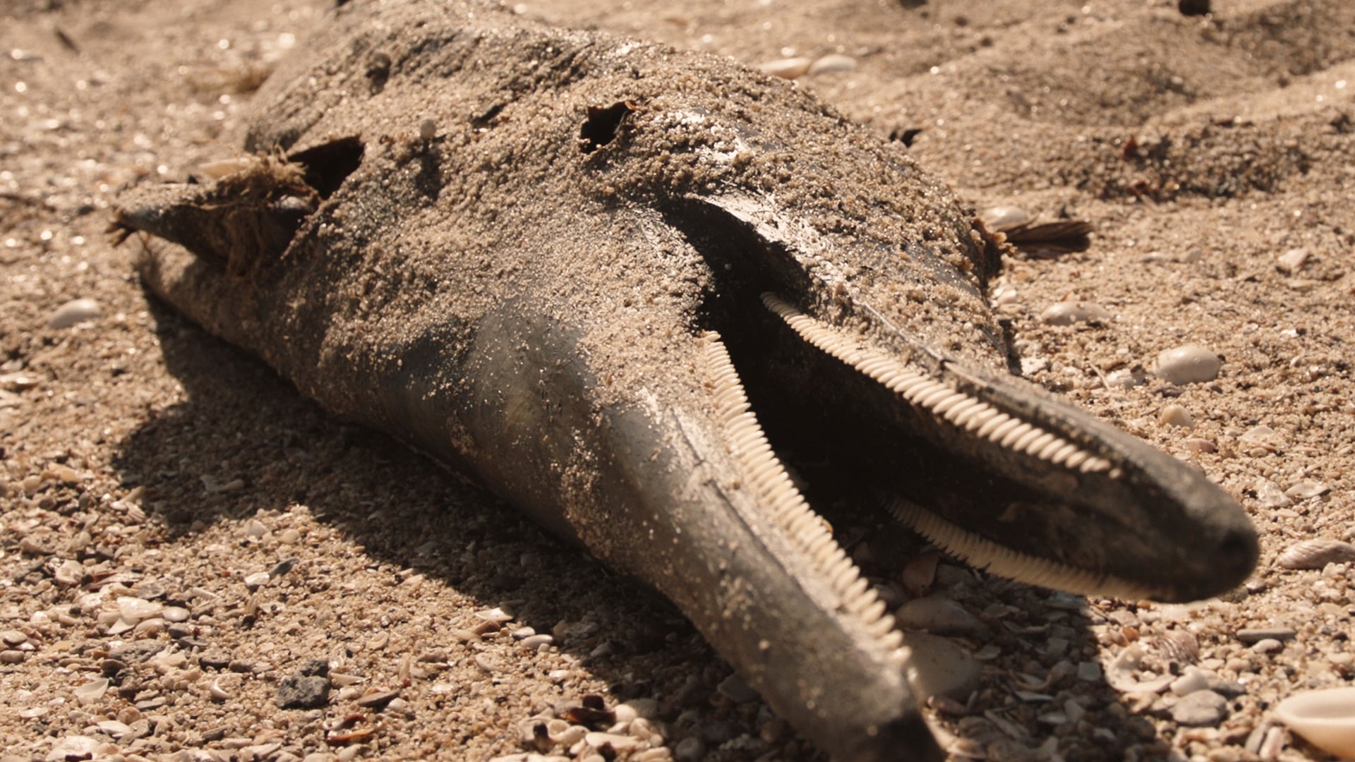 Foto do filme Perseguição em Alto Mar - Espécies em Risco