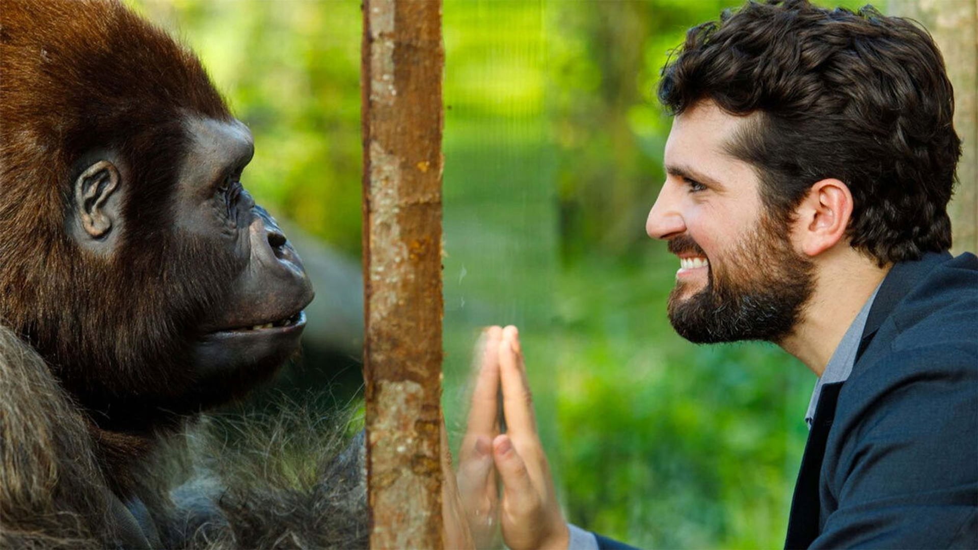 Foto do filme Attenti al gorilla