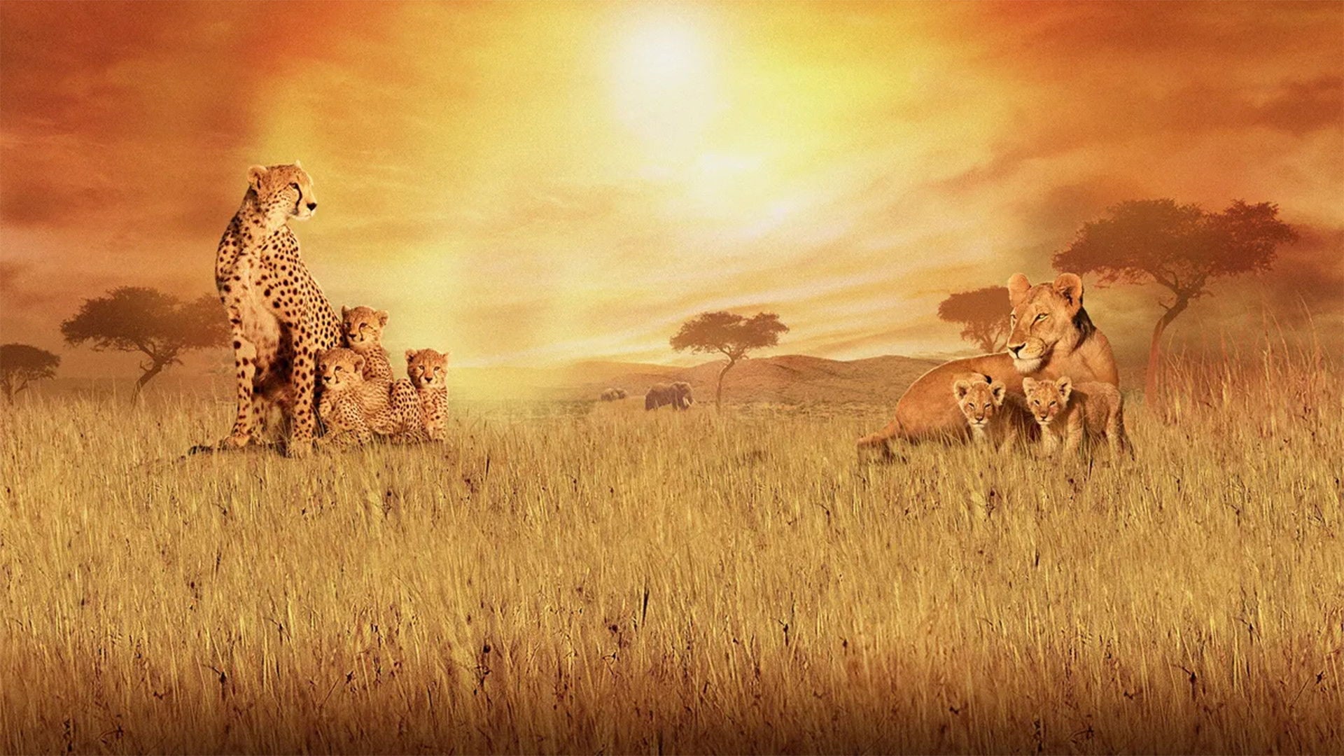 Foto do filme Reino dos Felinos