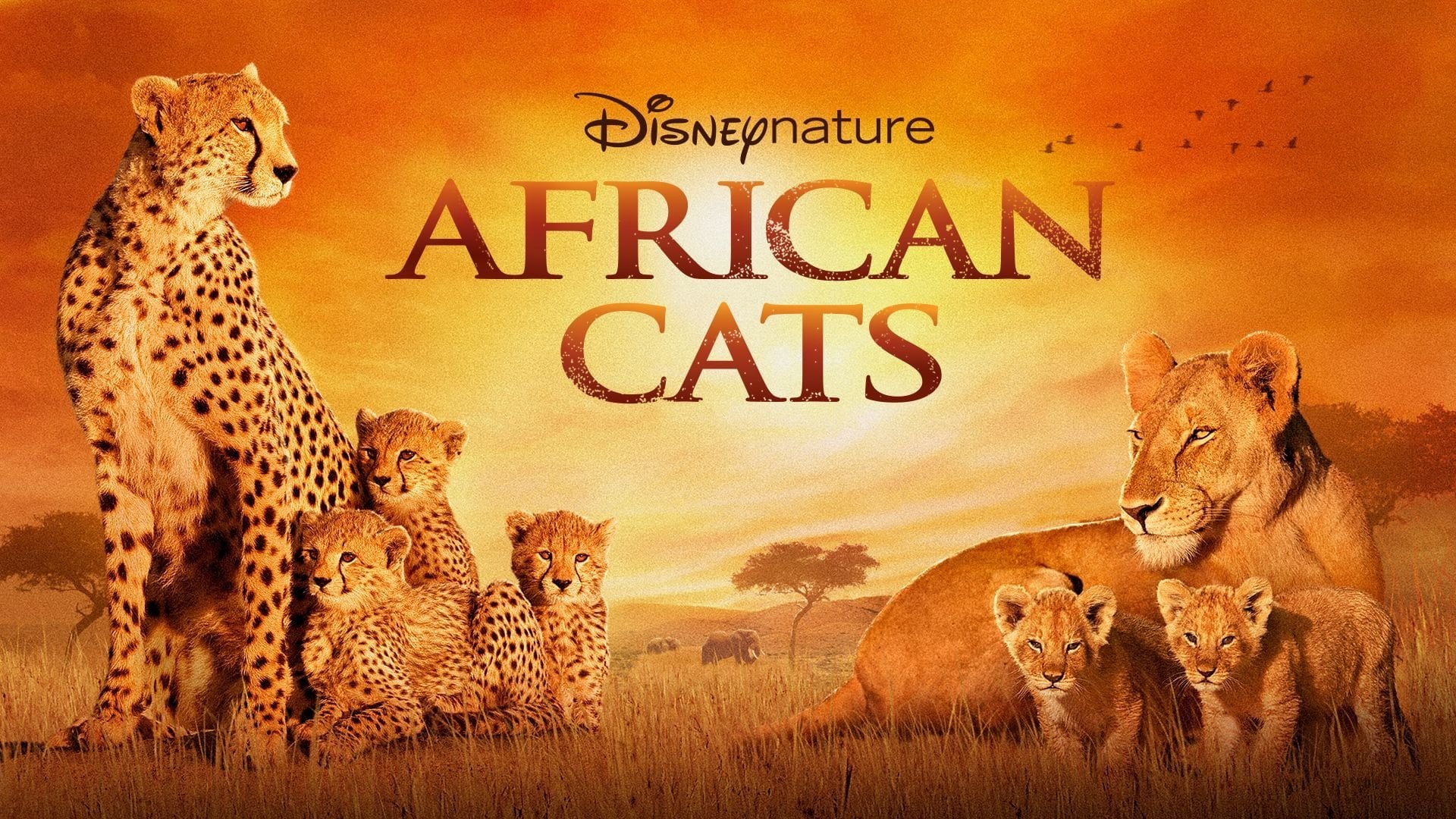Foto do filme Reino dos Felinos