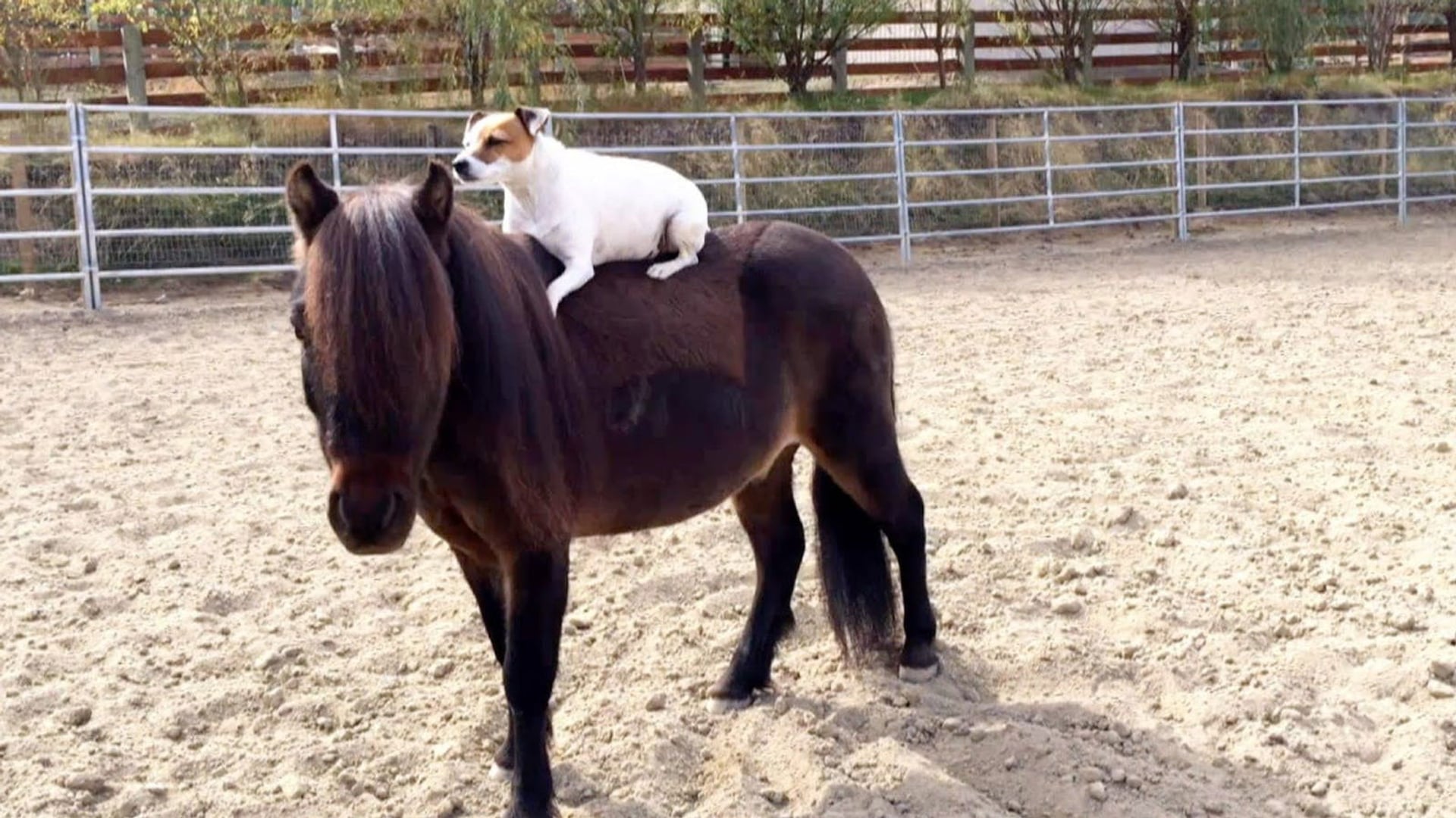 Foto do filme Dally e Spanky: Uma Amizade Improvável