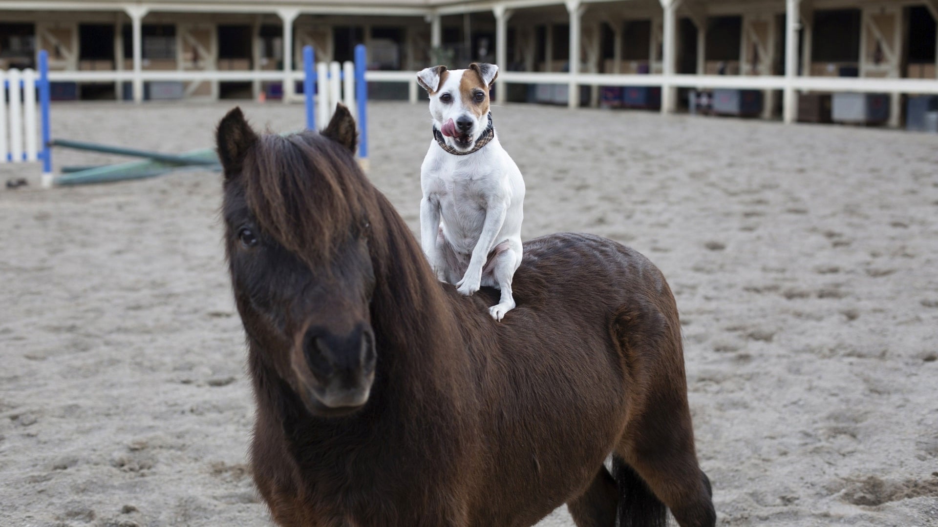 Foto do filme Dally e Spanky: Uma Amizade Improvável