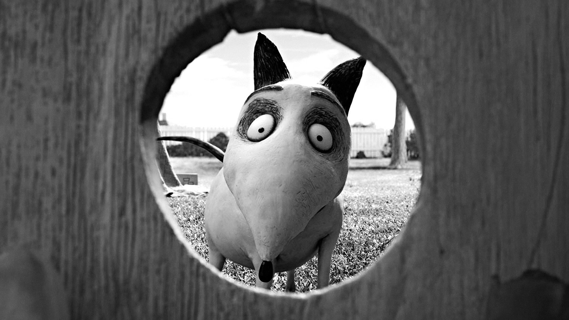 Foto do filme Frankenweenie