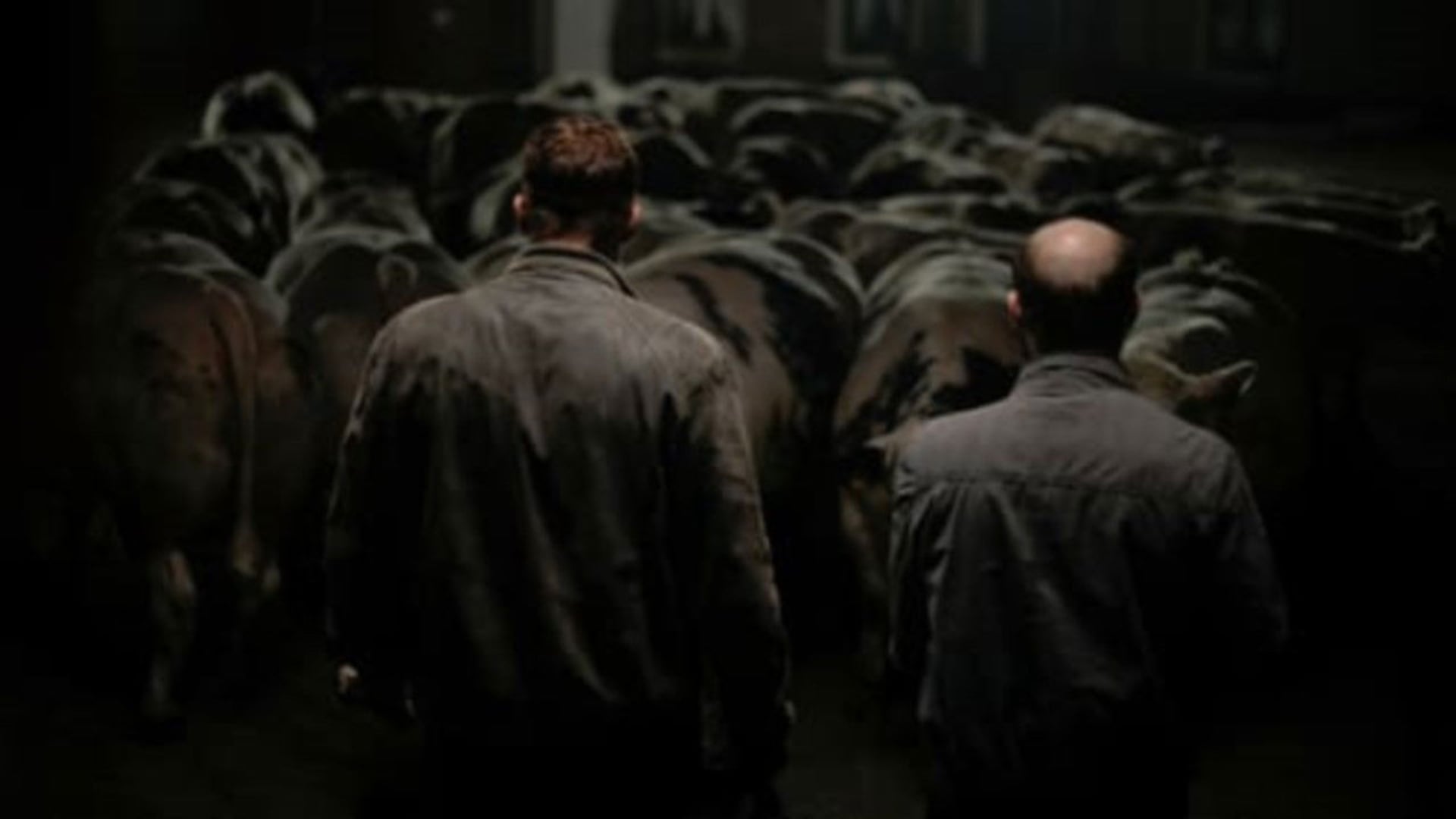 Foto do filme Rundskop