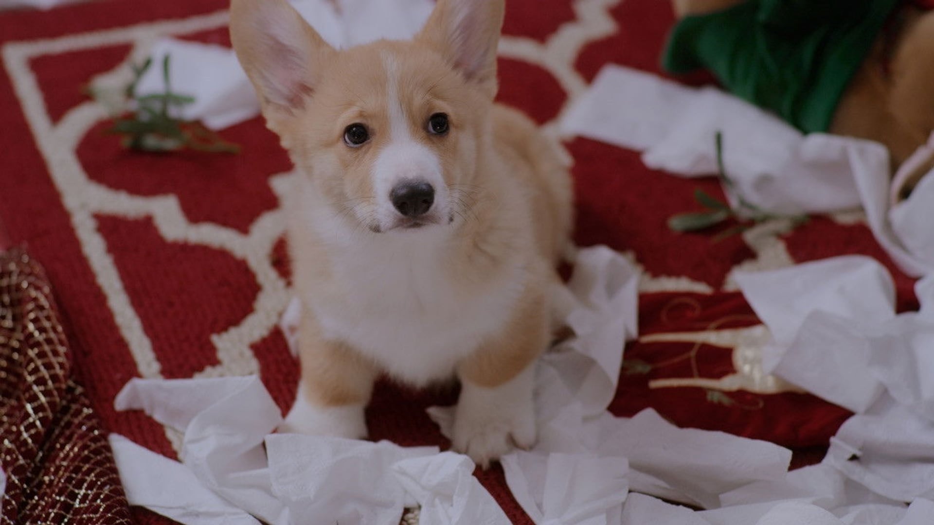 Foto do filme A Very Corgi Christmas