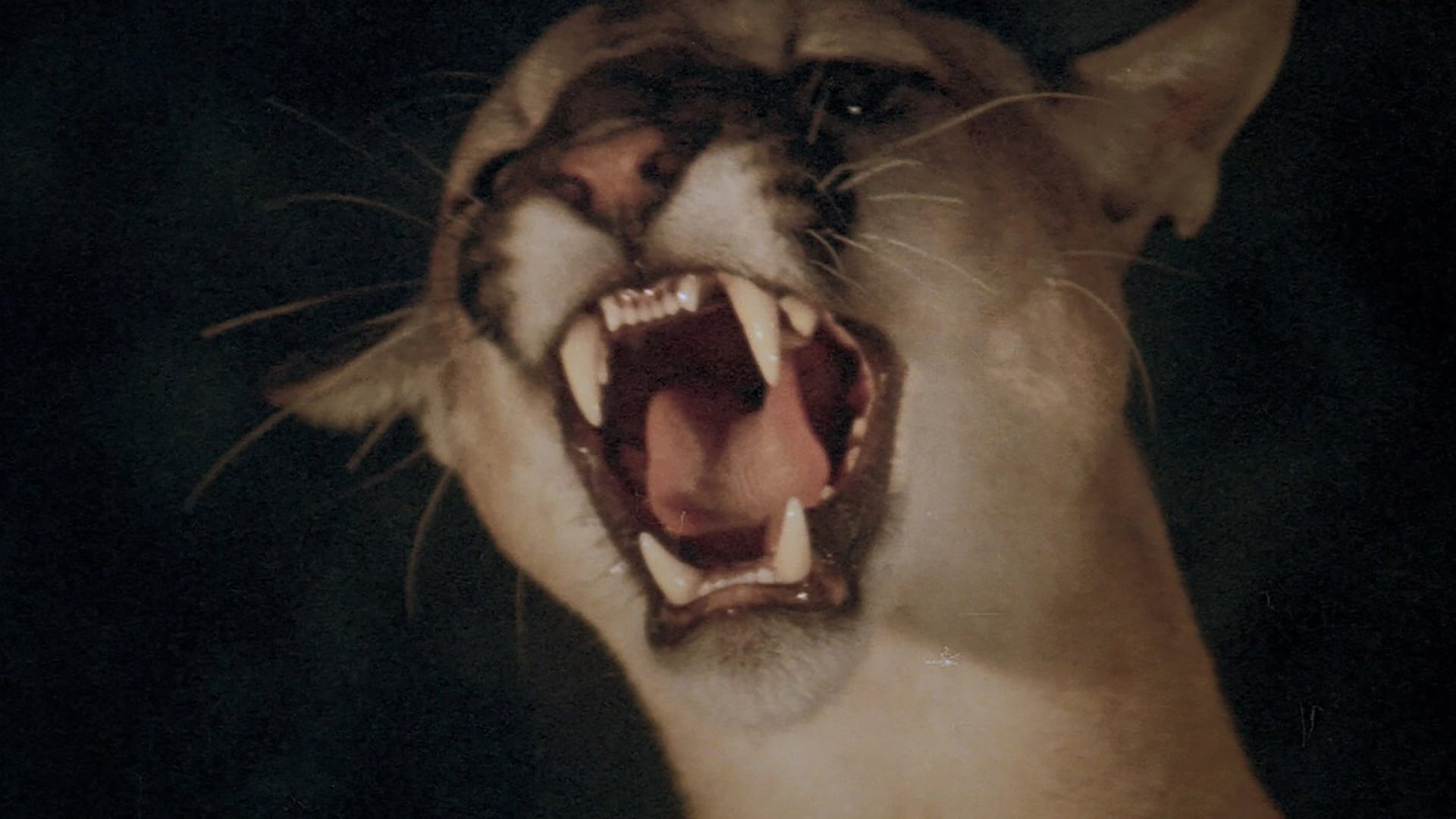 Foto do filme Day of the Animals