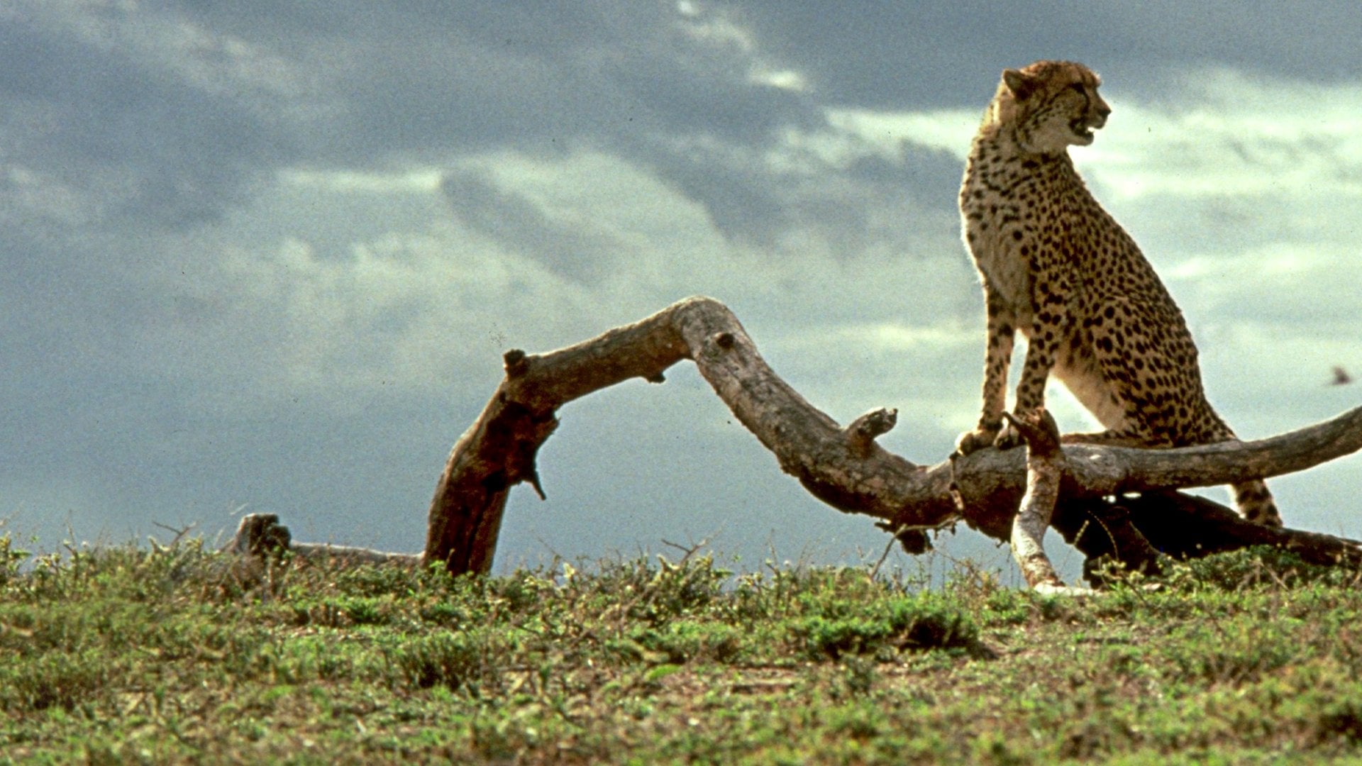 Foto do filme Cheetah - Uma Aventura na África