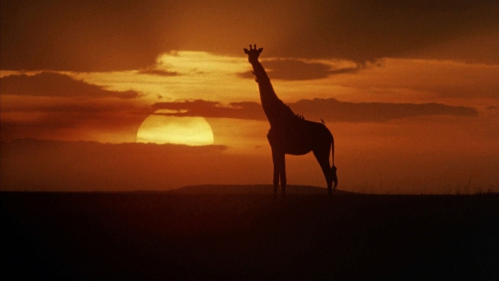 Foto do filme Cheetah - Uma Aventura na África