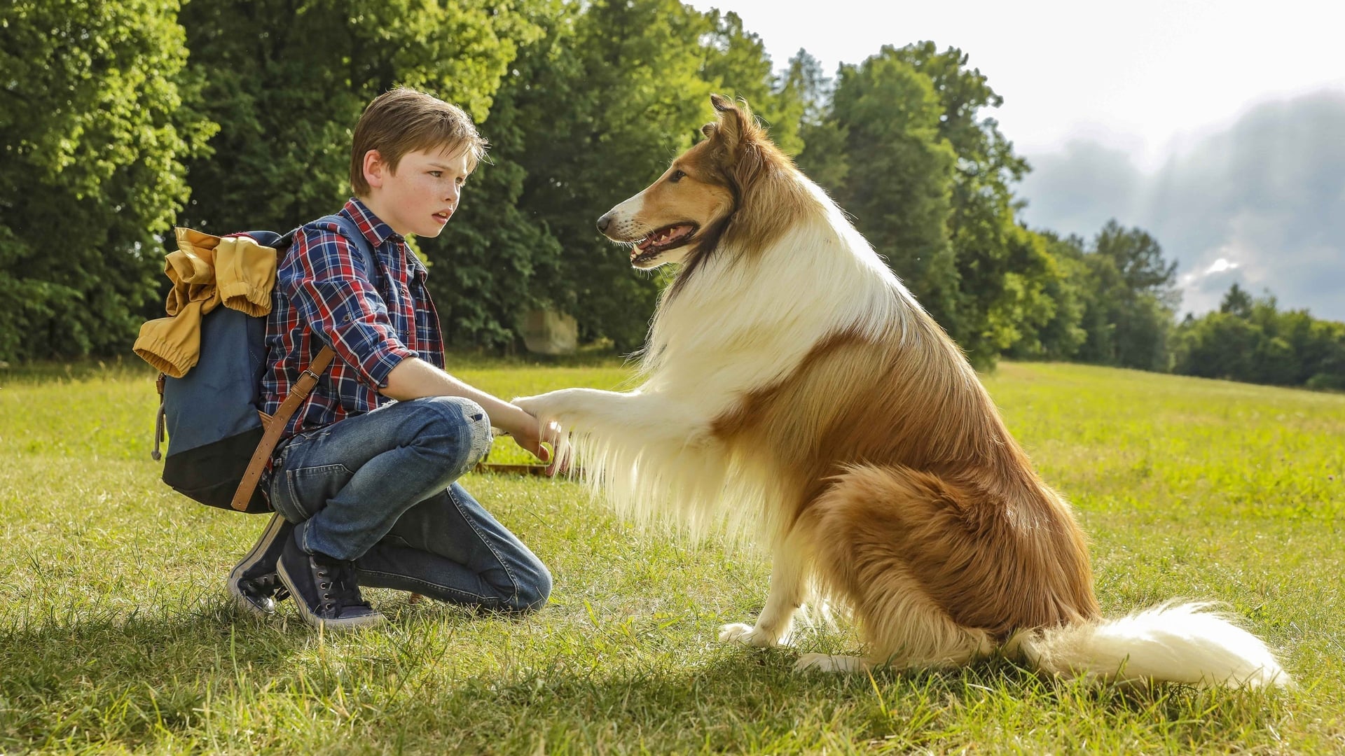 Foto do filme Lassie de Volta a Casa