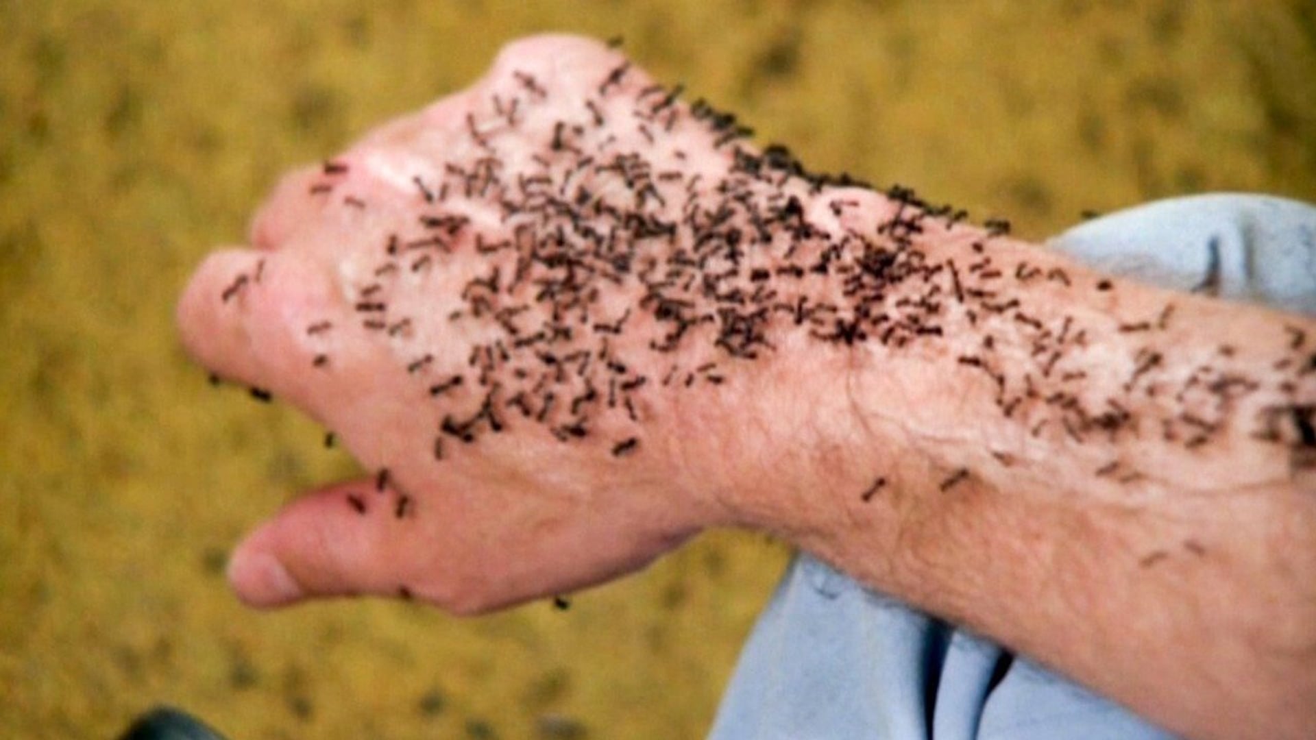 Foto do filme O ataque das formigas