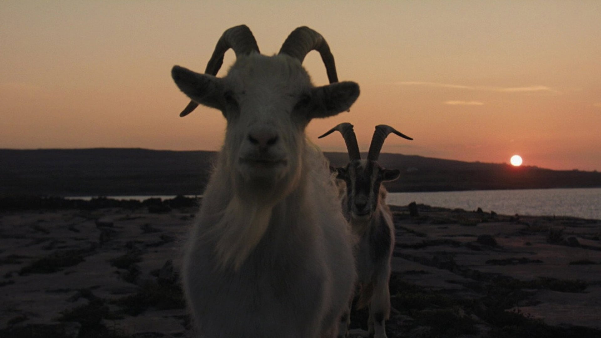 Foto do filme Os Banshees de Inisherin