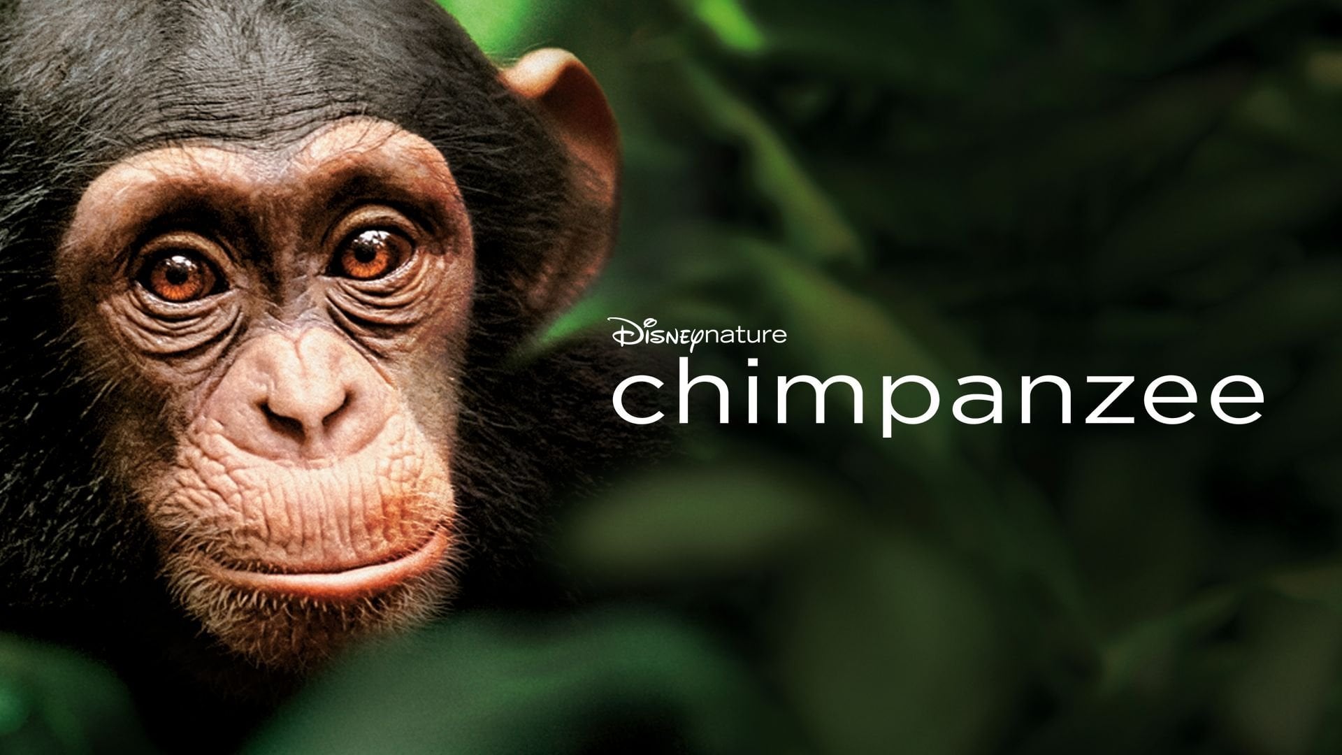 Foto do filme Chimpanzé