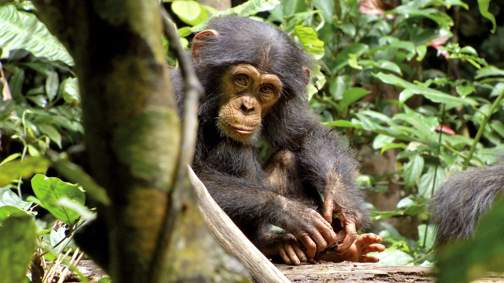 Foto do filme Chimpanzé