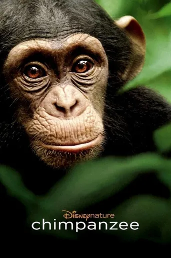 Chimpanzé
