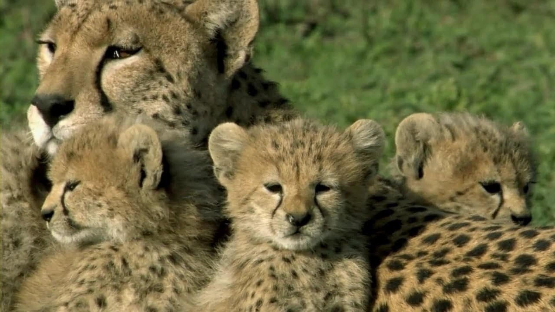 Foto do filme Uma Vida