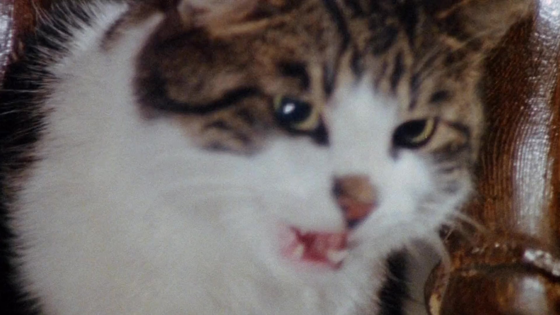 Foto do filme A Maldição dos Gatos