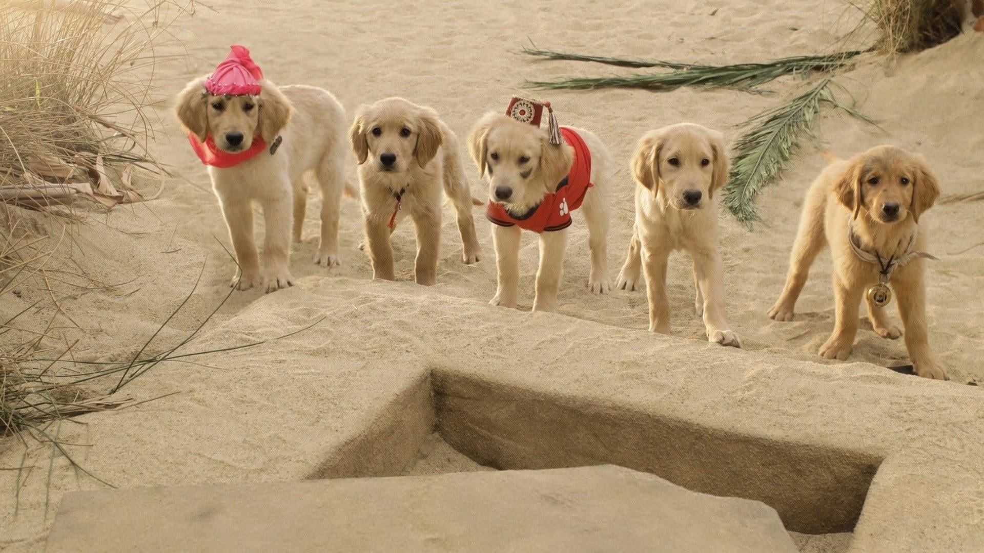 Foto do filme Treasure Buddies: Caça ao Tesouro