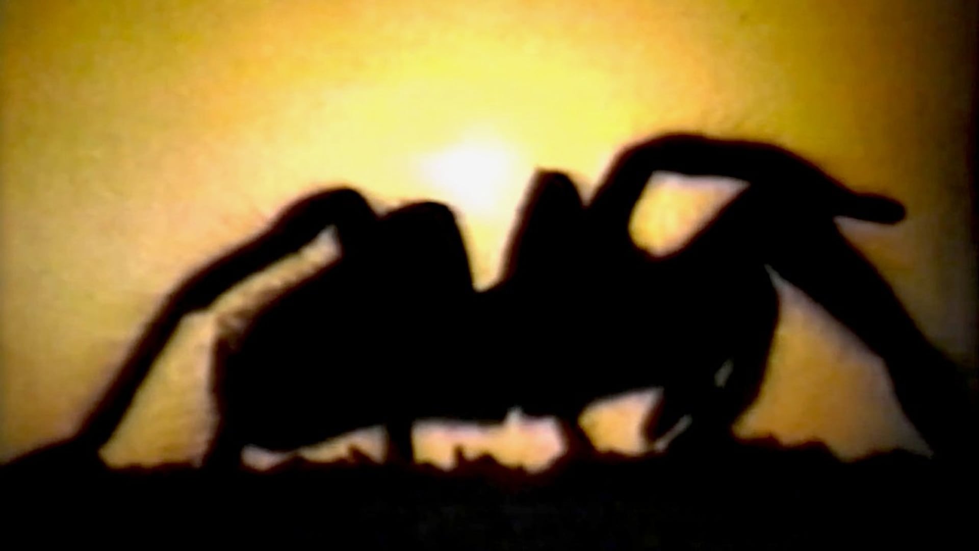 Foto do filme Tarantella