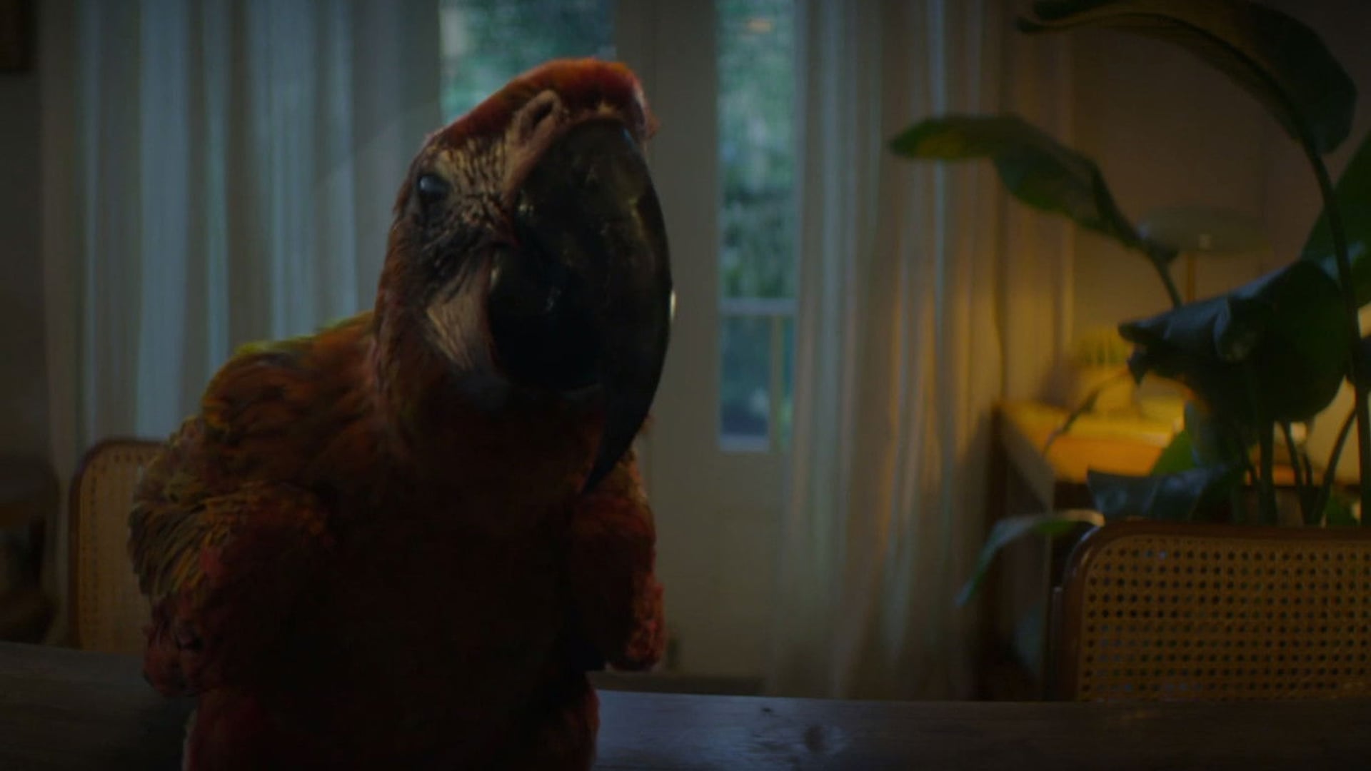 Foto do filme Tuesday: O Último Abraço