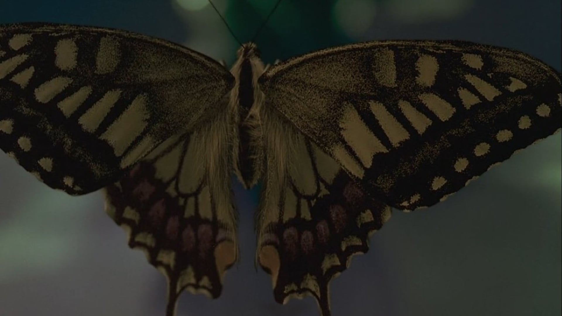 Foto do filme Swallowtail Butterfly