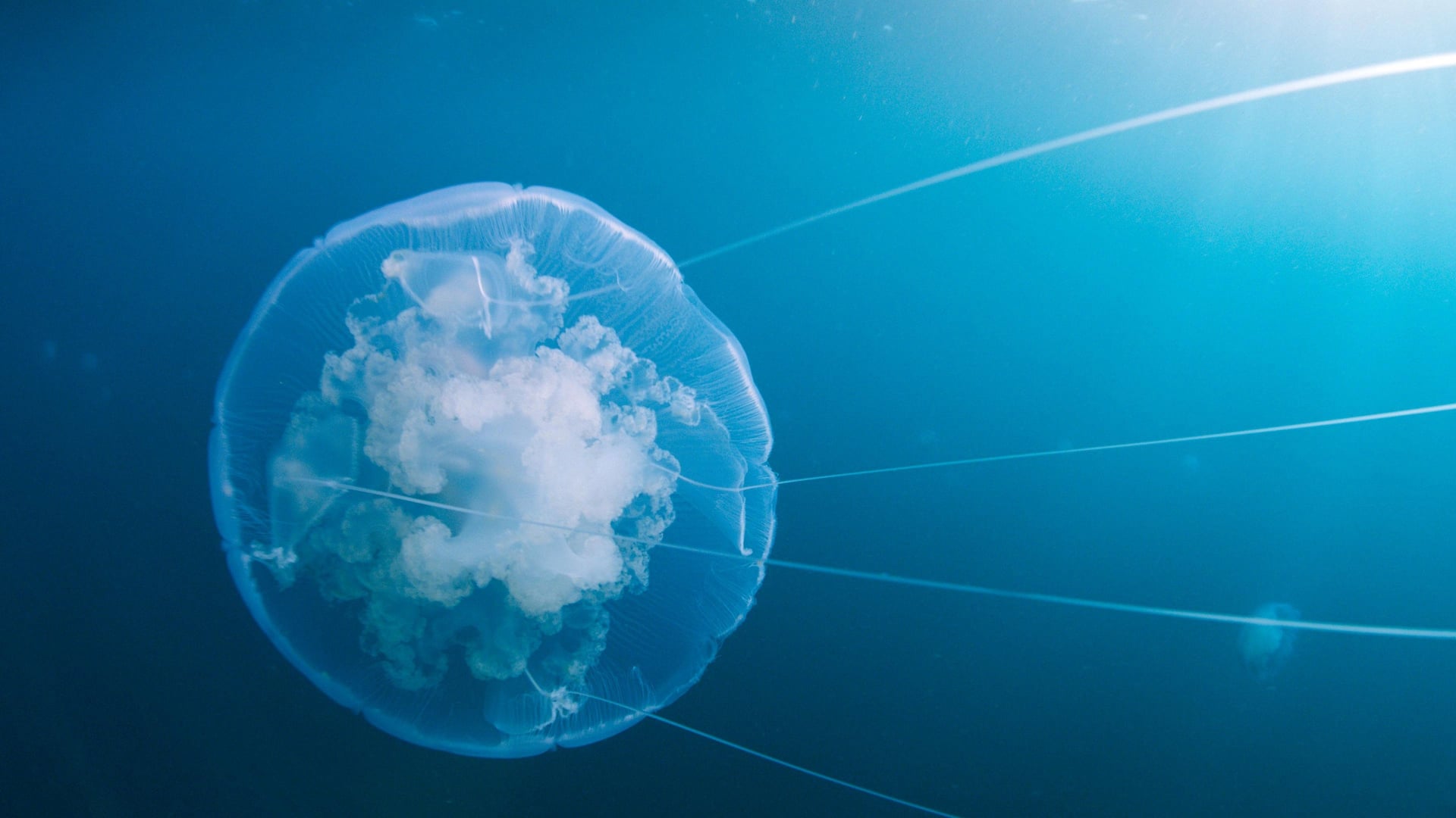 Foto do filme Voyage of Time: Life's Journey