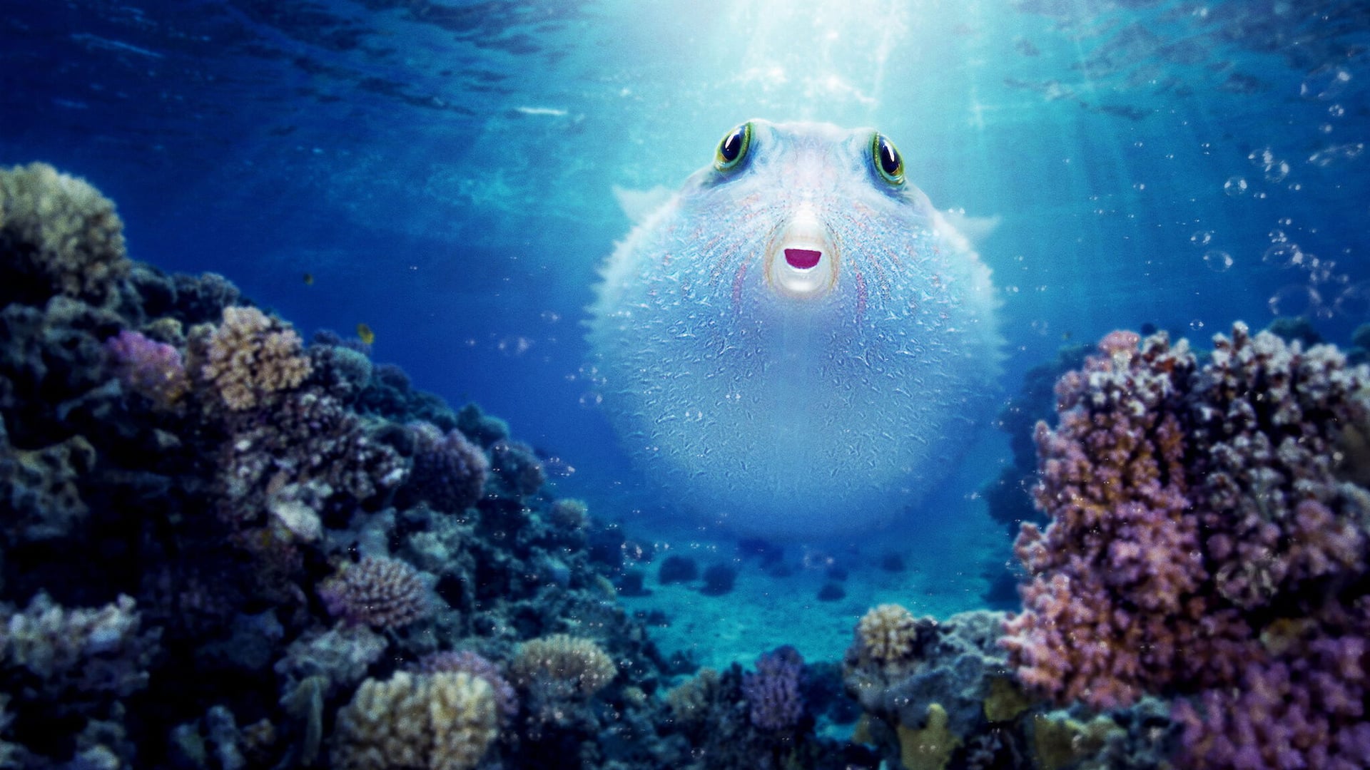 Foto do filme O Fascinante Mundo dos Corais