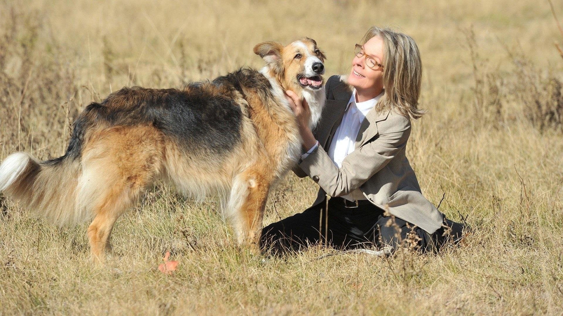 Foto do filme Querido Companheiro