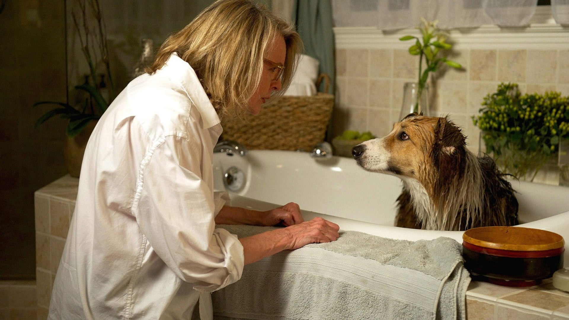 Foto do filme Querido Companheiro