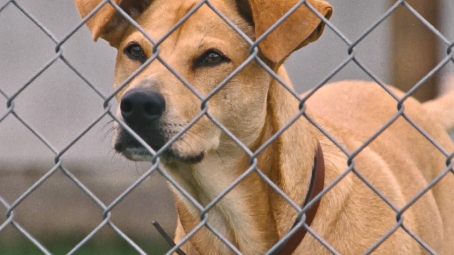 Foto do filme Wendy e Lucy