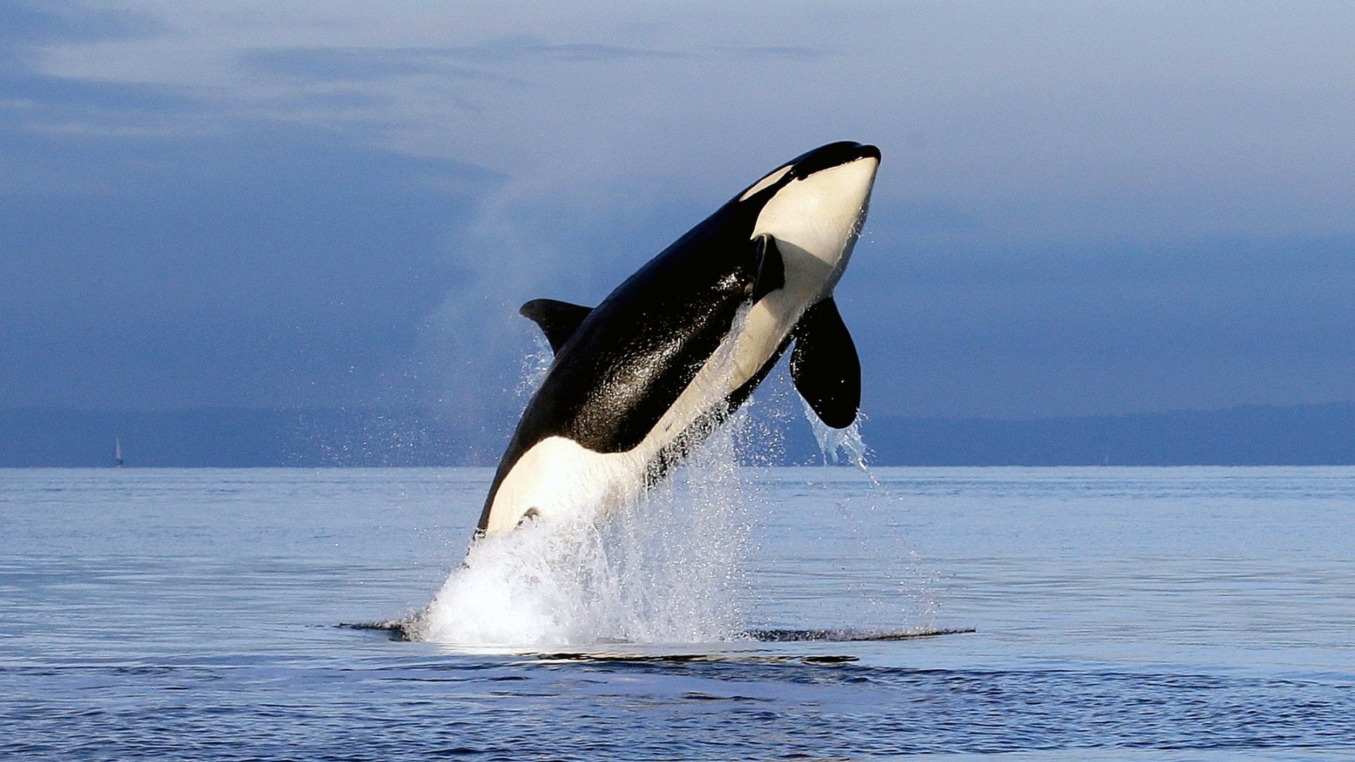 Foto do filme Free Willy 2 - A Aventura Continua
