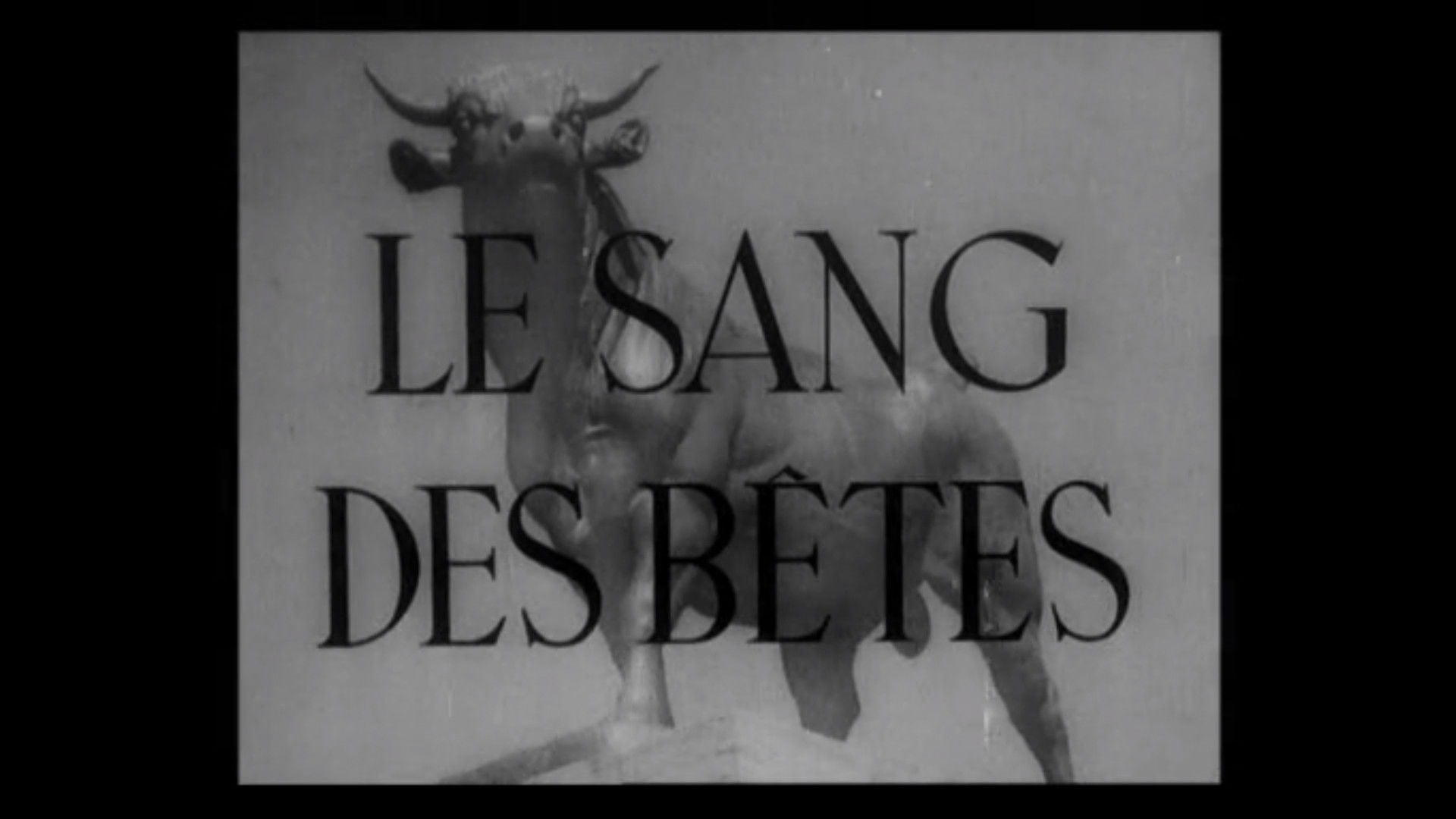 Foto do filme Le sang des bêtes