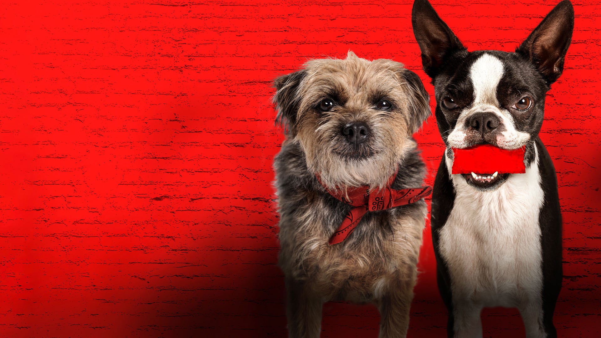 Foto do filme Ruim pra Cachorro