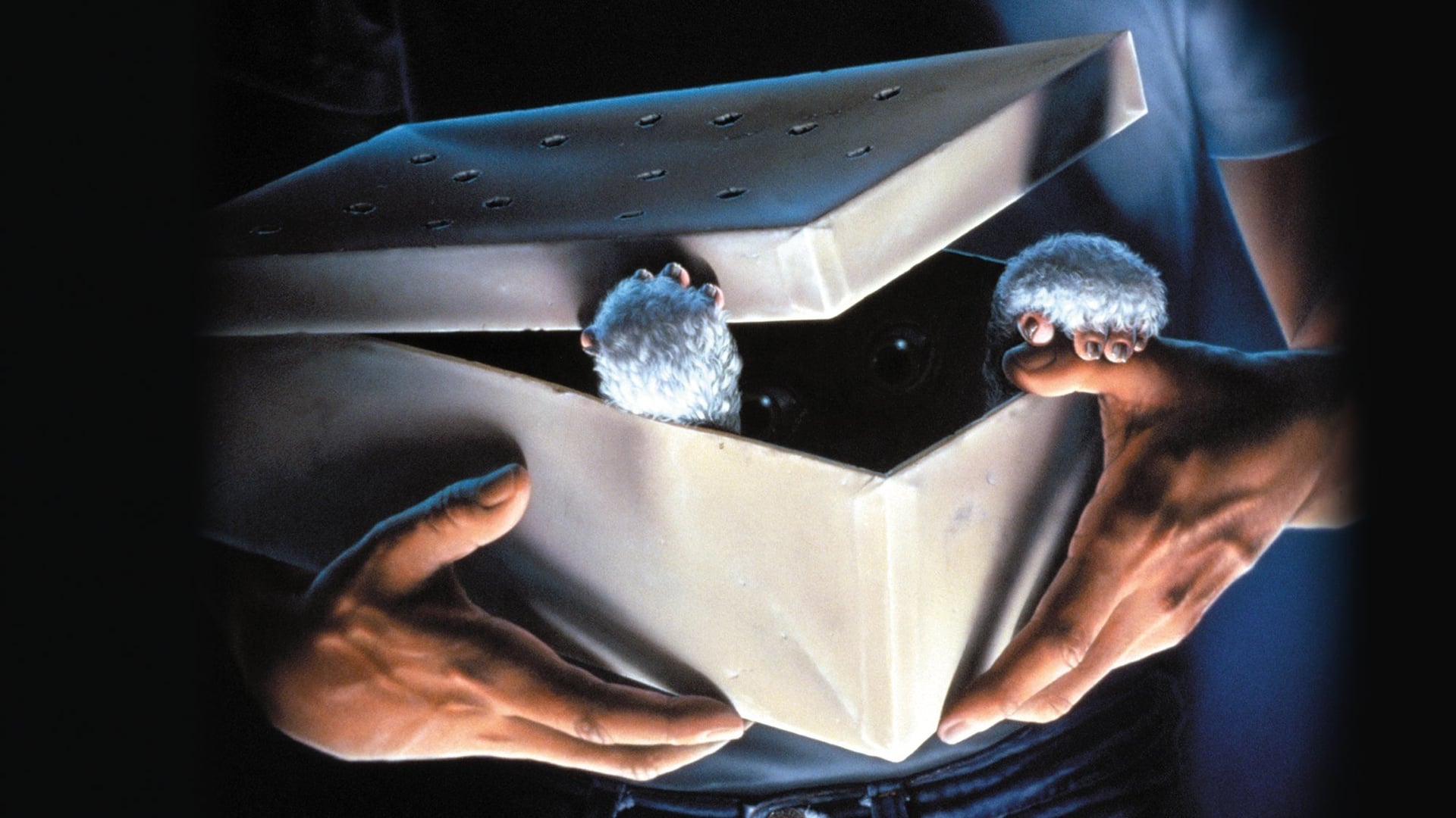 Foto do filme Gremlins