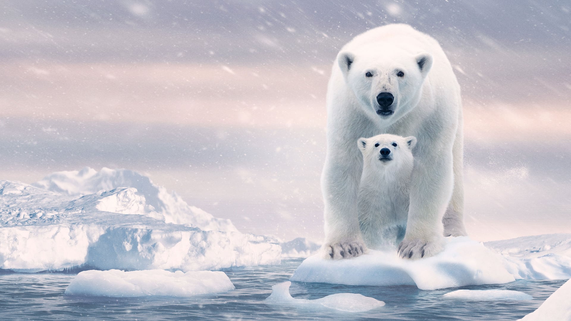 Foto do filme A Ursa Polar