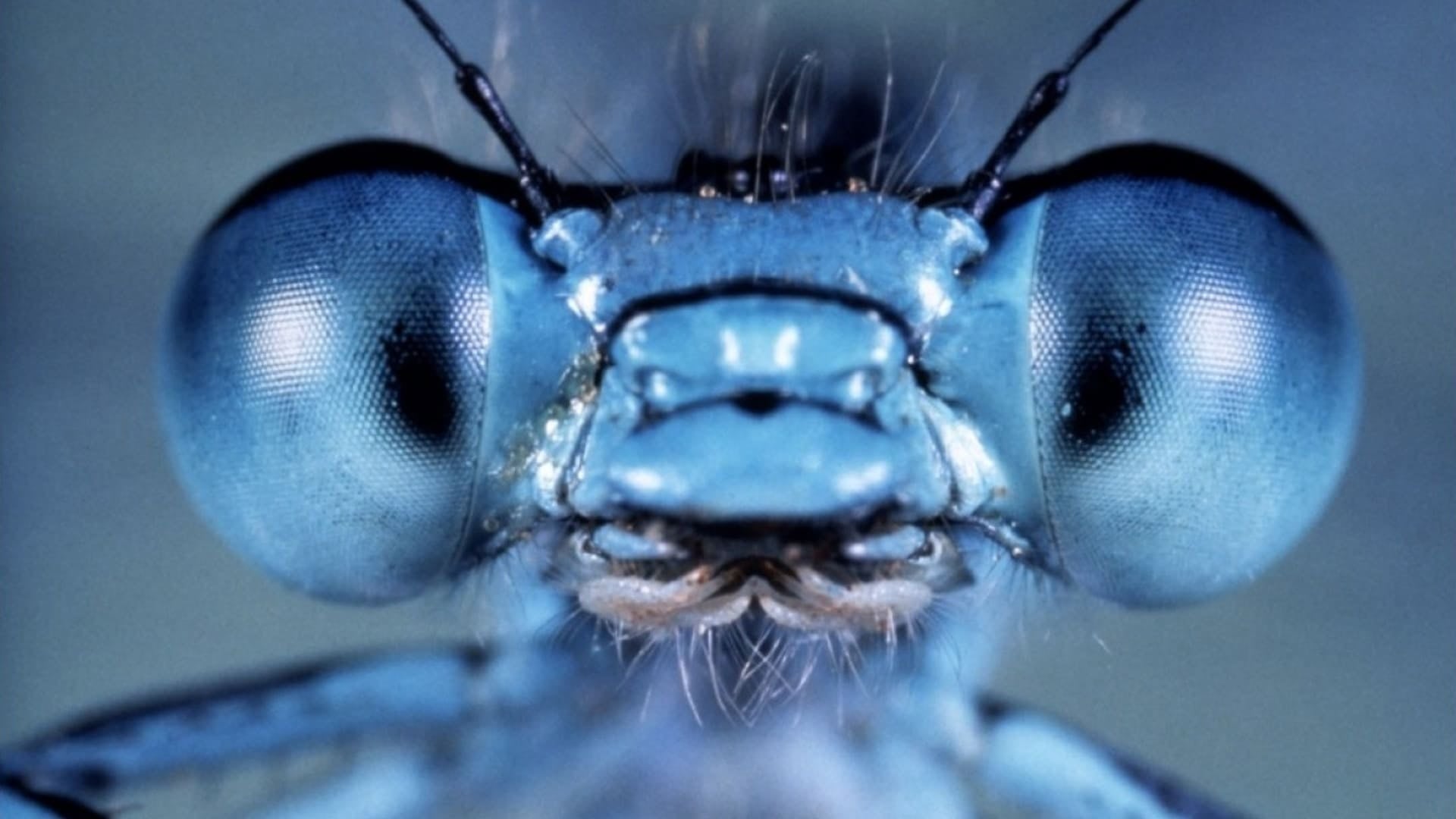 Foto do filme Microcosmos: Fantástica Aventura da Natureza