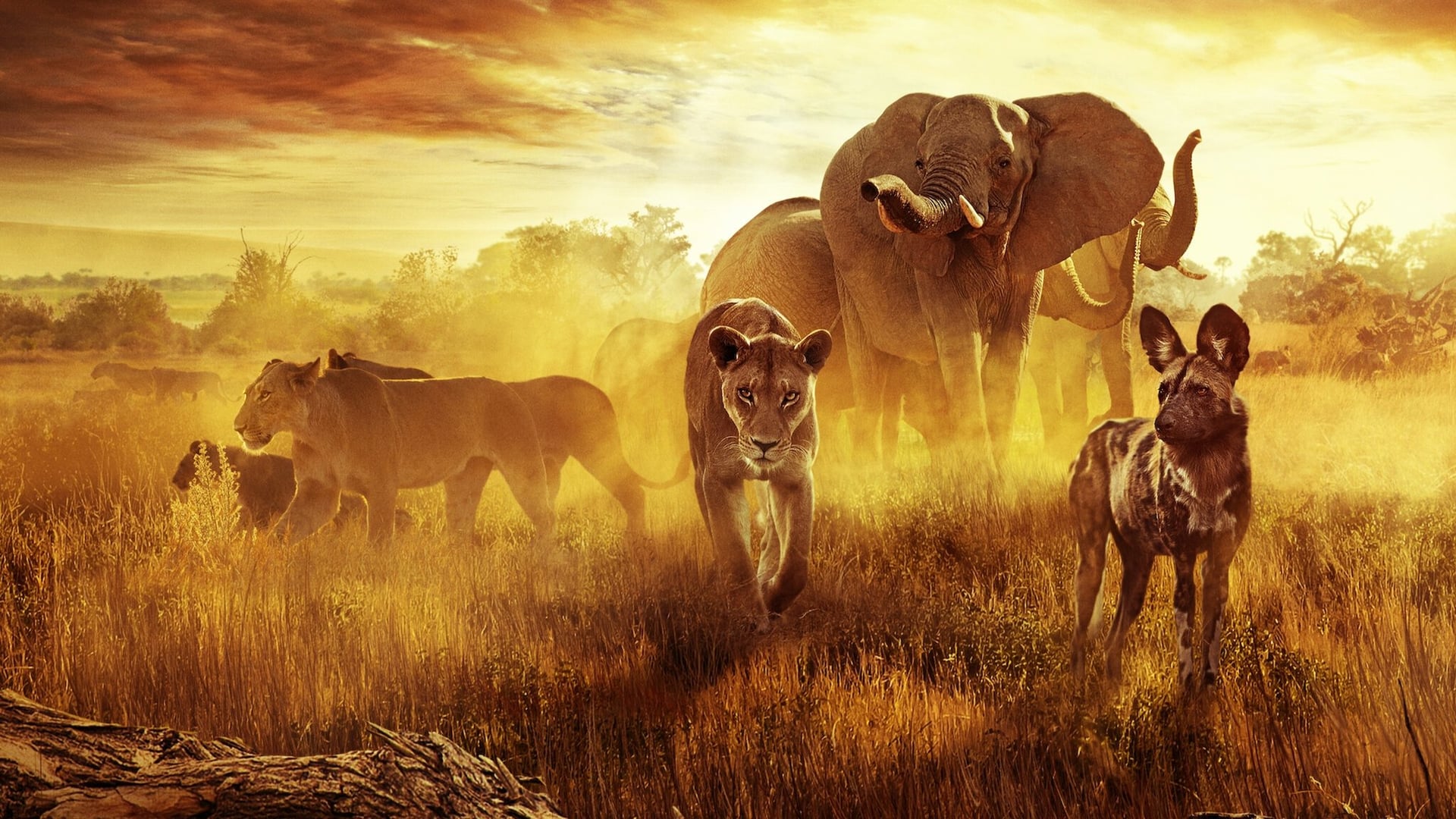 Foto do filme Sobrevivendo ao Paraíso: Contos de Famílias