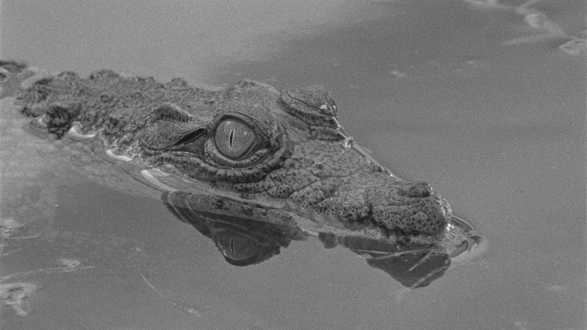Foto do filme Tabu