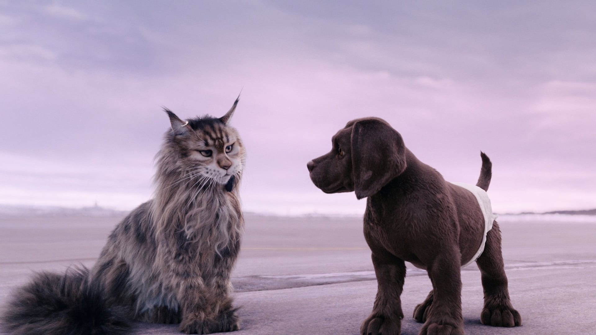 Foto do filme Cão e Gato
