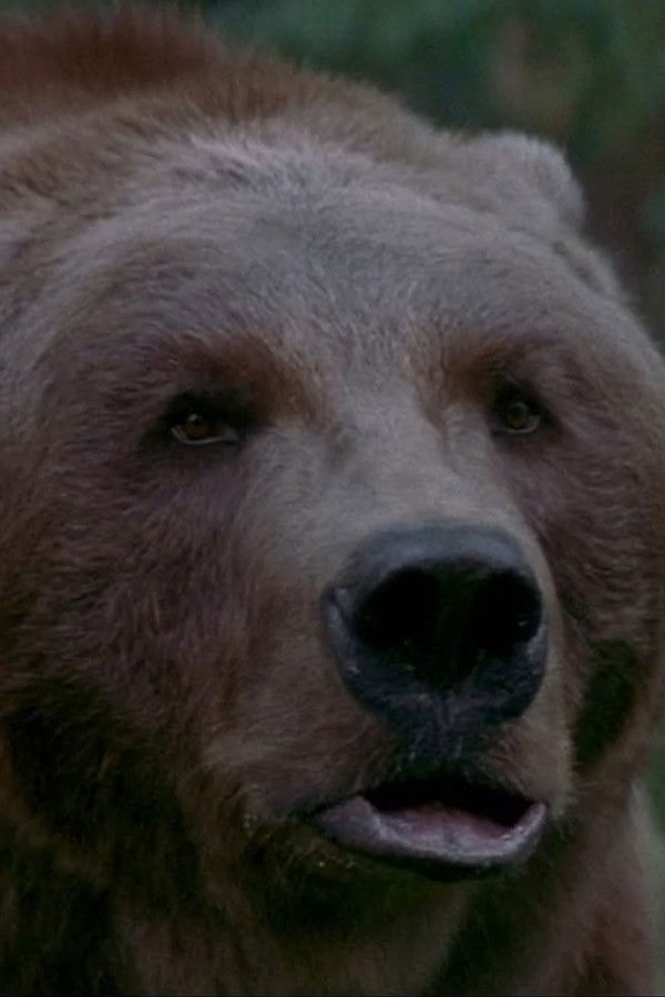 Foto de Bart the Bear