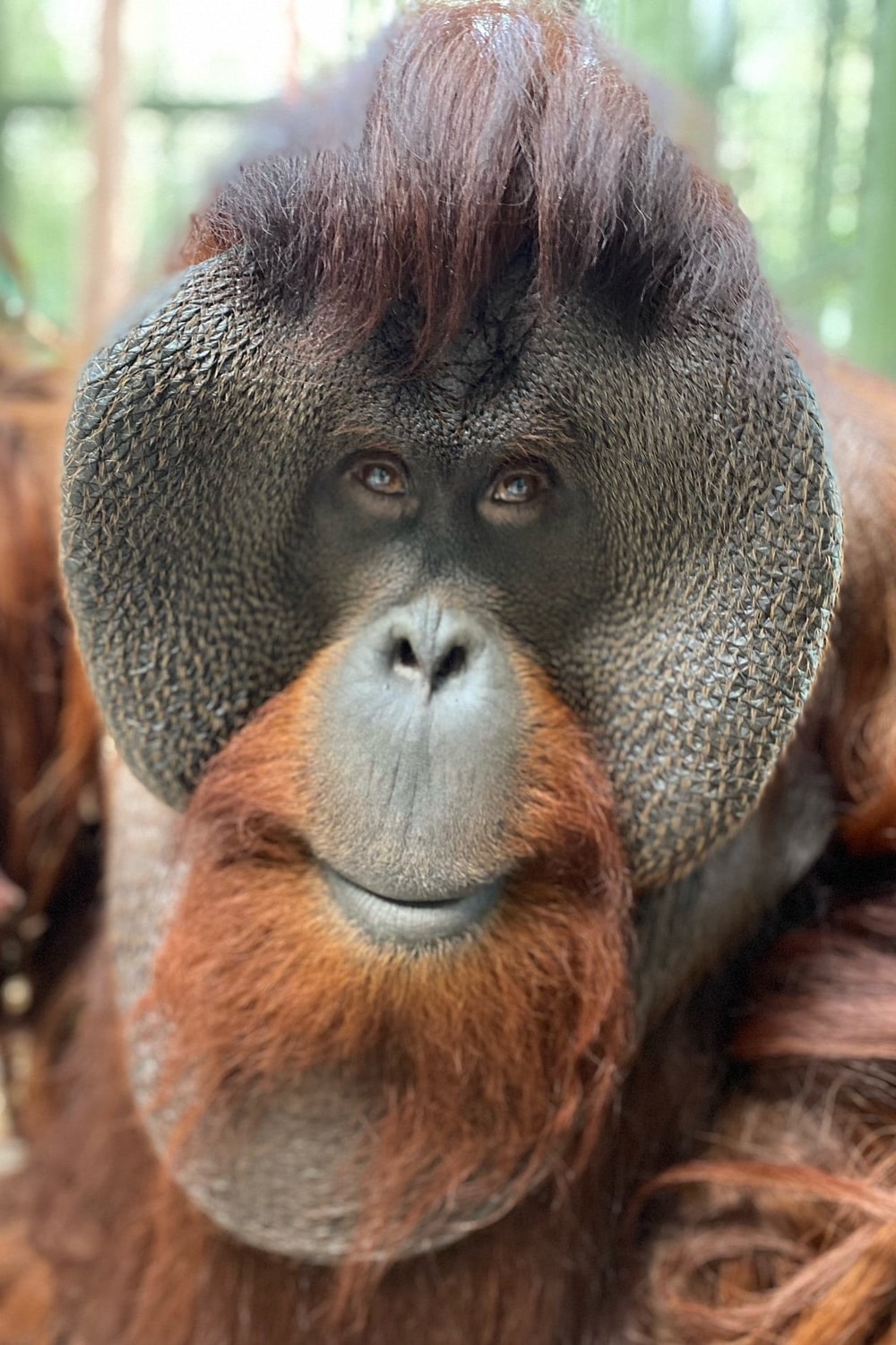 Foto de Sam the Orangutan