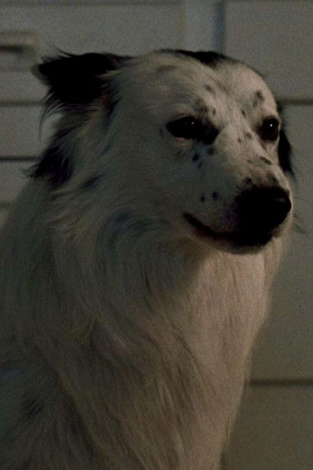 Foto de Jake