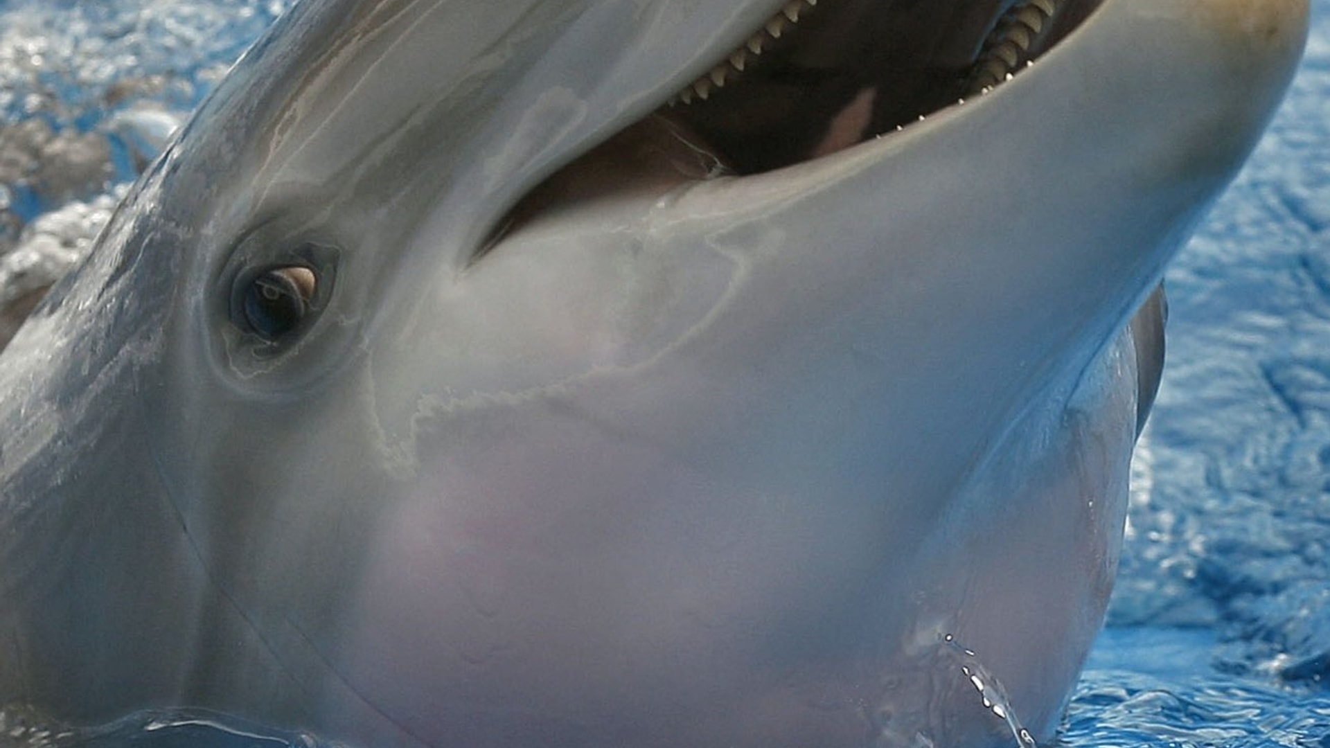 Foto de Winter The Dolphin