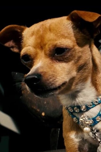 Foto de Chester the Chihuahua