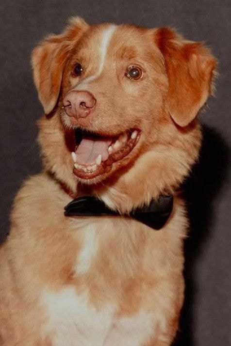 Foto de Indy